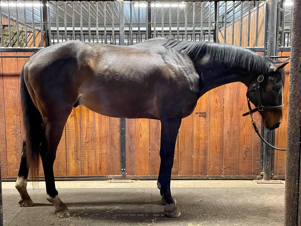 Cheap Horses For Sale