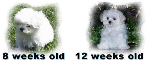 Why do Maltese puppies need to be 12 weeks old before going to a new home??
