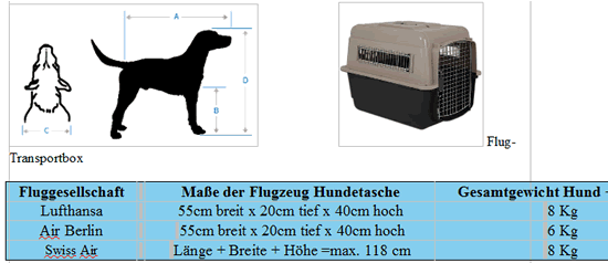 Foxterrier Charakter Erfahrungen und Tipps vom Züchter