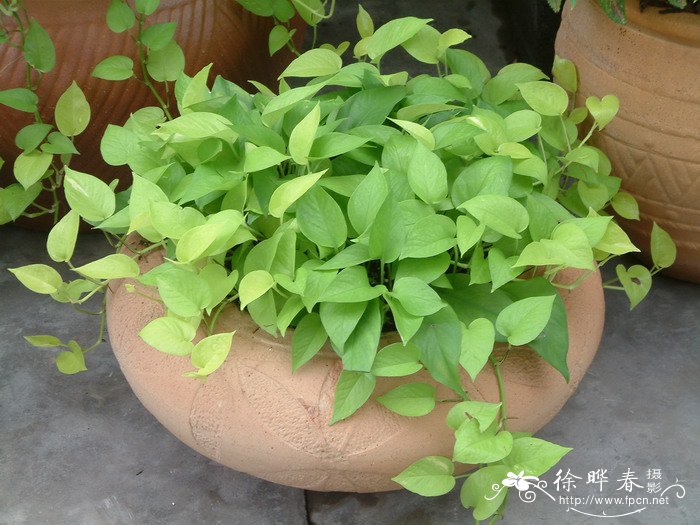 金叶葛Epipremnum aureum ‘AllGold’_花卉图片网
