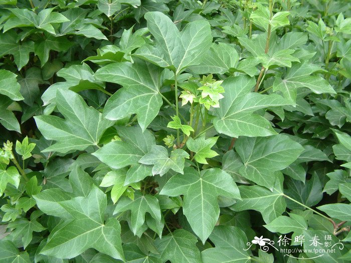 熊掌木×Fatshedera × lizei_花卉图片网