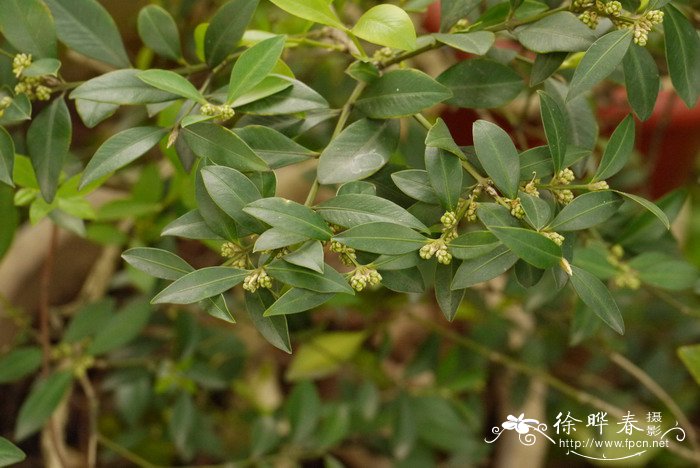 大叶黄杨Buxus megistophylla_花卉图片网