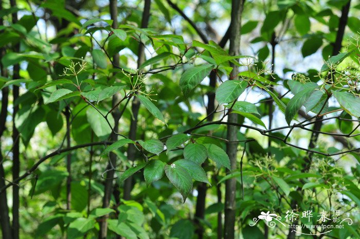 饭汤子Viburnum setigerum_花卉图片网