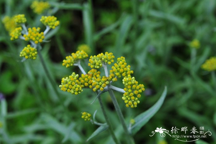 细叶鼠麴草Gnaphalium japonicum_花卉图片网