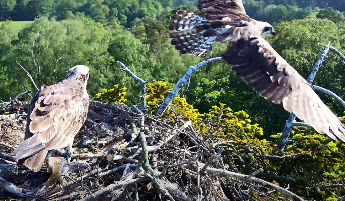 Ospreys Breeding. A First For 200 Years FPCR Environment and Design Ltd