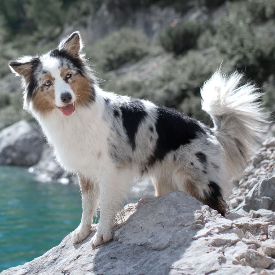 to Family Pet Hospital Clovis Pet Hospital