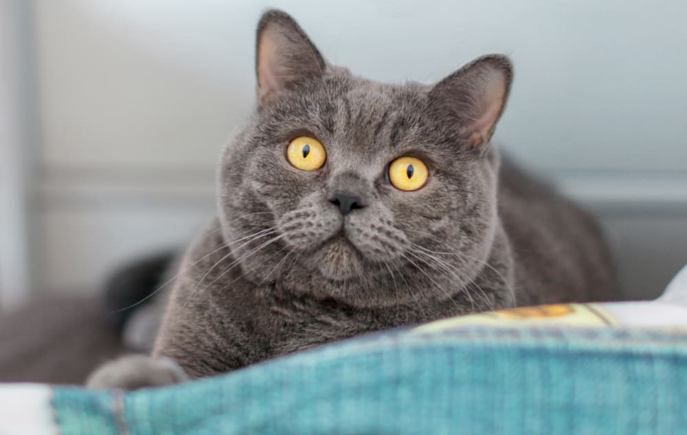 to Family Pet Hospital Clovis Pet Hospital