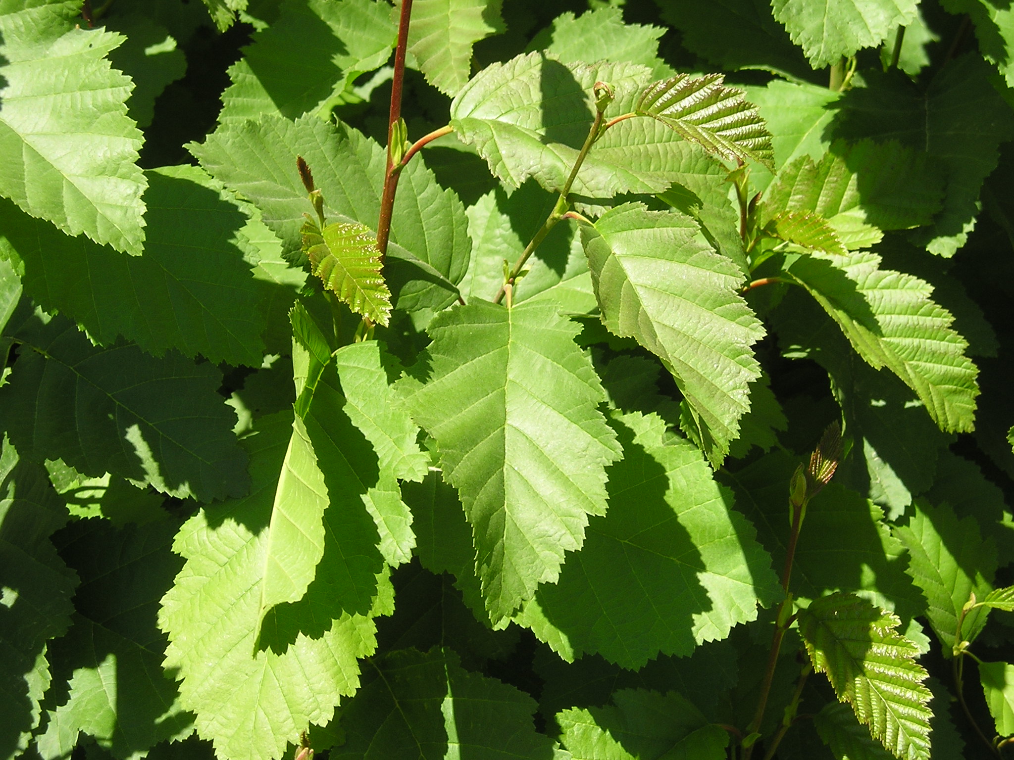 Western Montana Spectral Library Assessing Burn Severity