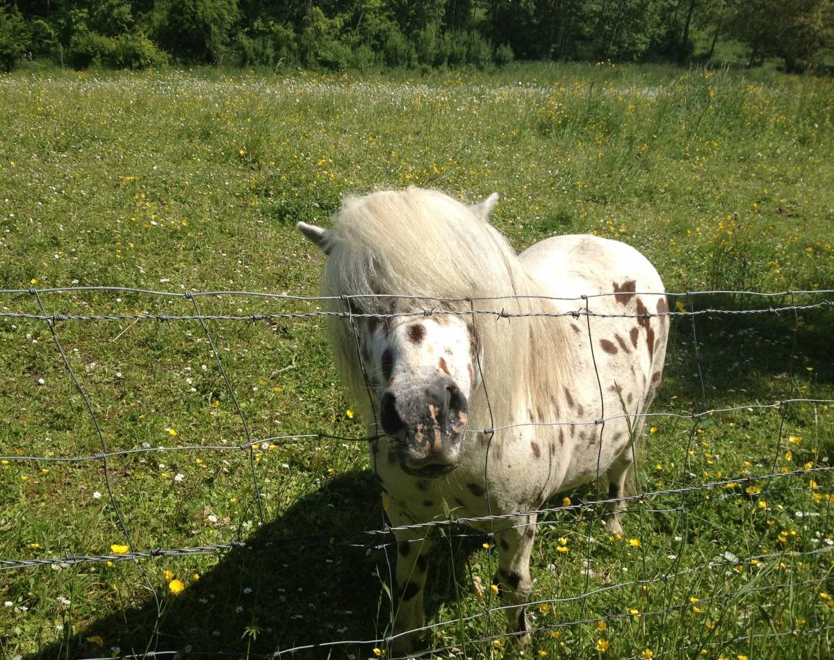 Letter From the Loire Part 1 Frances Schultz