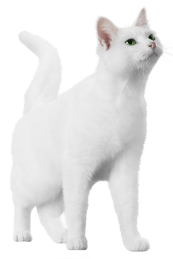 Feuvert Centre Auto atelier et surface de vente Feu vert