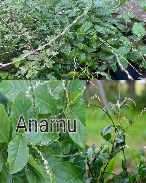 Anamú Una Planta Milagrosa Con Increíbles Propiedades Medicinales