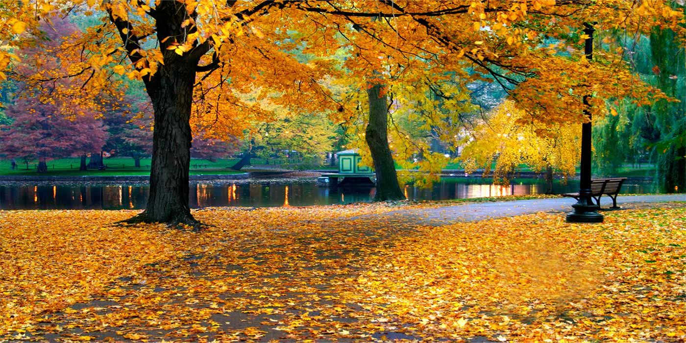 Send Flowers & Gifts Flora, Illinois Funeral Frank & Bright Funeral