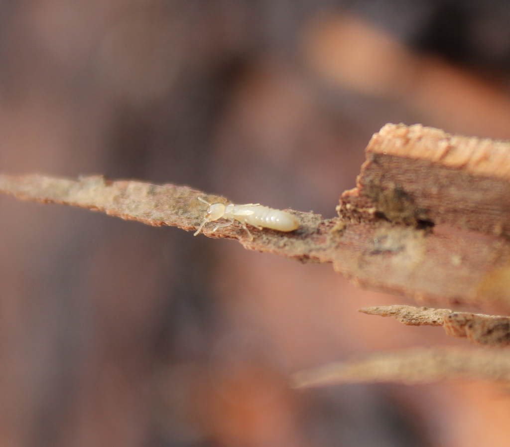Everything You Should Know About Termites in Indiana