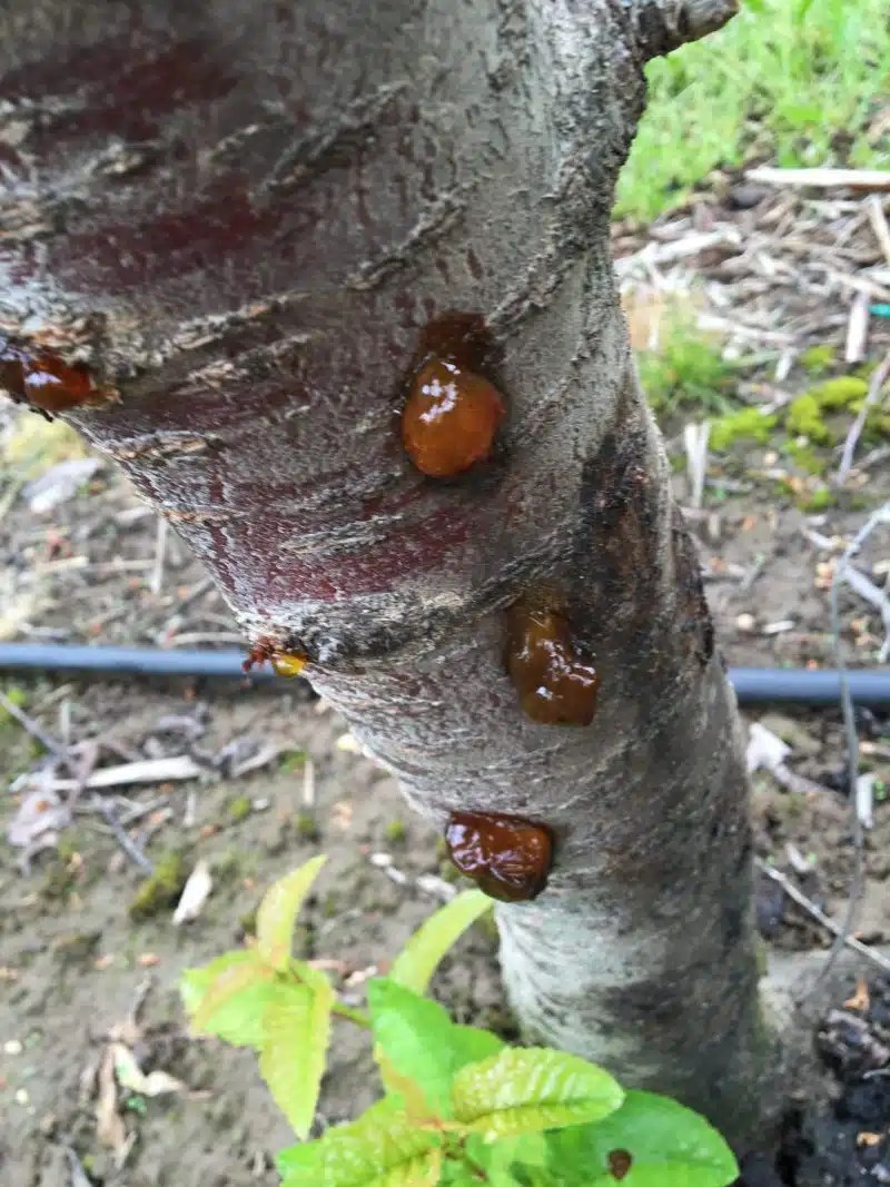 Why is my cherry tree leaking sap?! Franks Arbor Care
