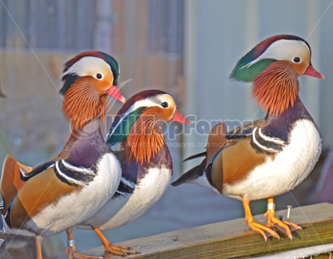 Stock Image Mandarin Ducks Male Images Animals Birds