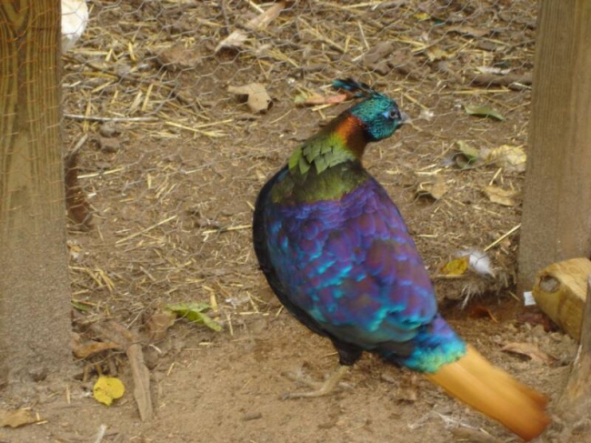 Impeyan Pheasant male for sale Pheasants Impeyan