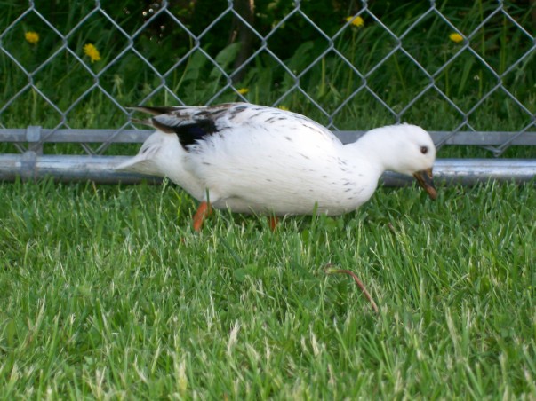 Snowy Call duck Hatching Eggs for sale. Eggs Duck Eggs Domestic