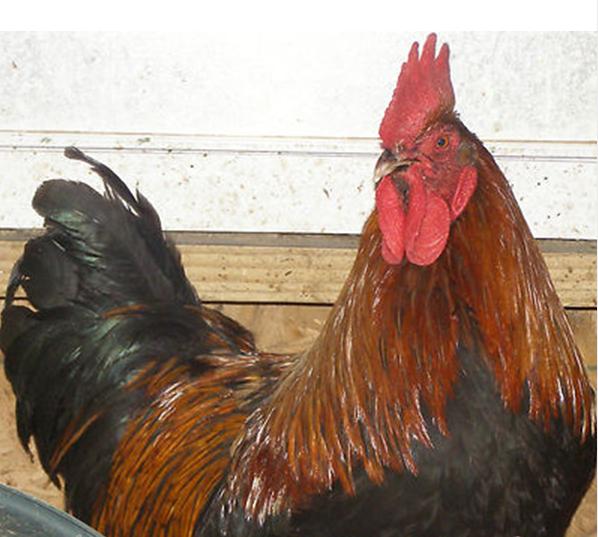 5 French Black Copper Maran Chicks for sale Chickens Other Chickens