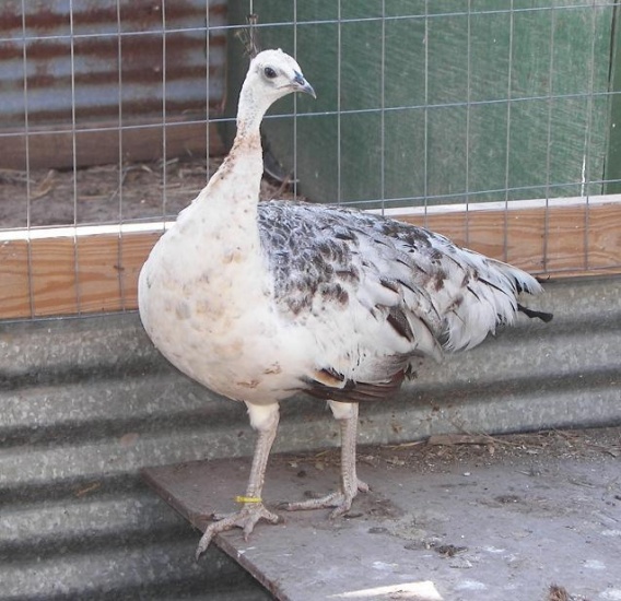 One breeder pair of Black Shoulder Peafowl for sale Cranes & Peafowl