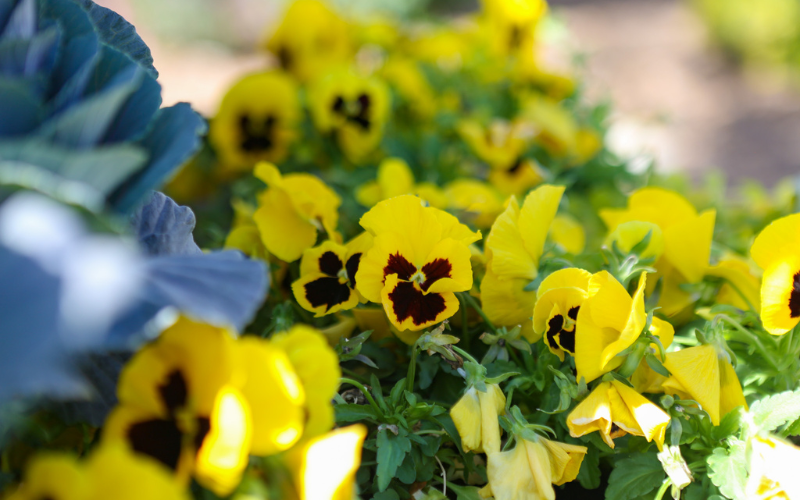 Gardening 208 Fall Planting Guide Franz Witte