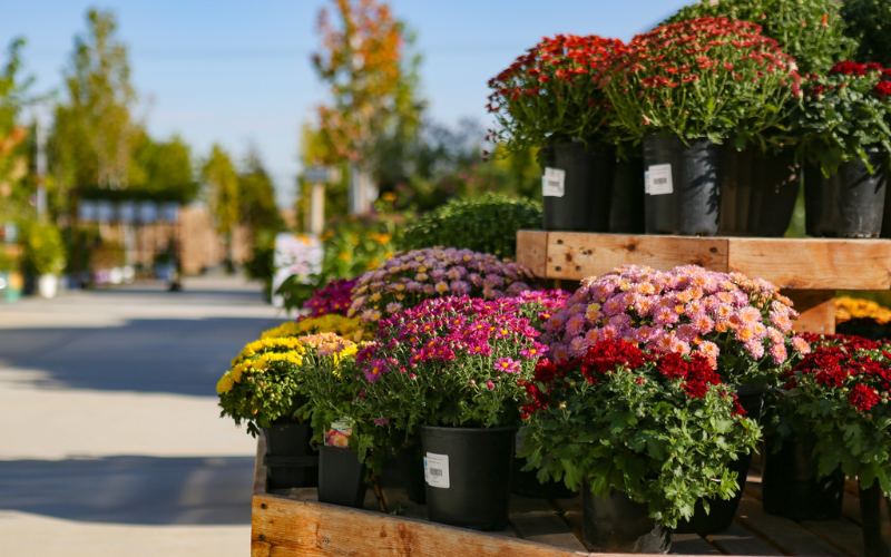 Gardening 208 Fall Planting Guide Franz Witte