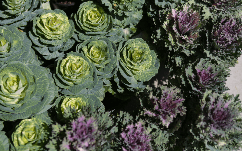 Gardening 208 Fall Planting Guide Franz Witte