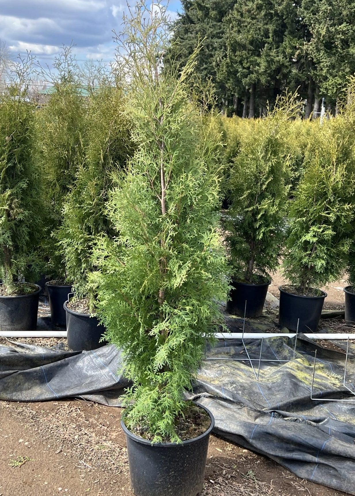 Brandon Cedar 5' Container Grown Fraser Valley Cedars