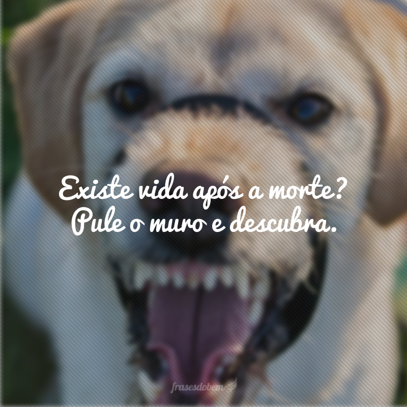 60 frases de cachorro que vão demonstrar a fidelidade do seu peludo