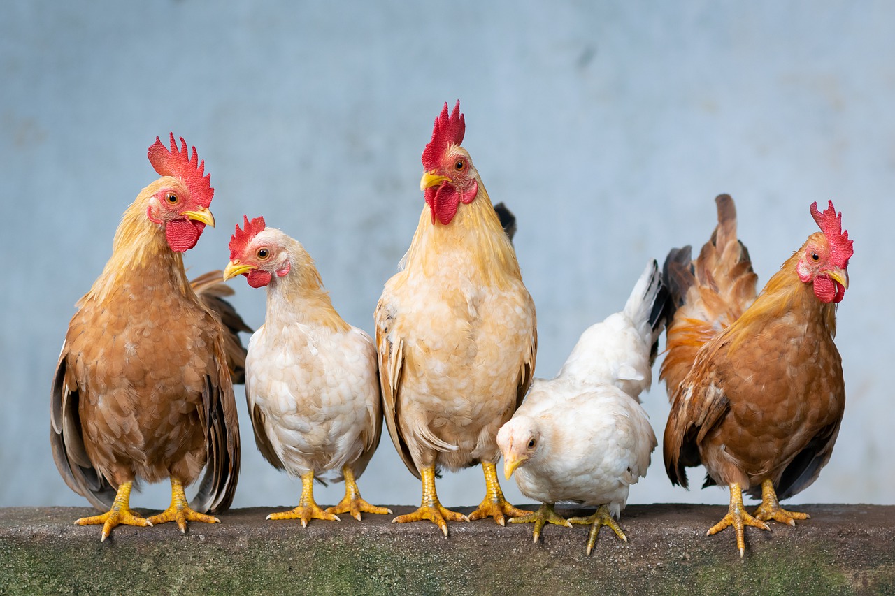 On en sait un peu plus sur les origines des poulets domestiques