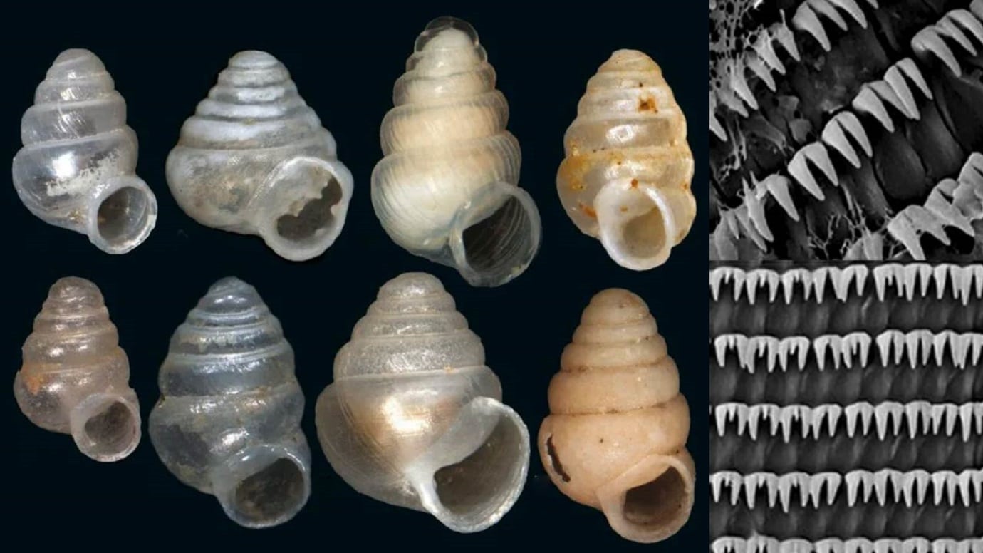 Discovery of a new species of snail with sharp teeth Global Happenings