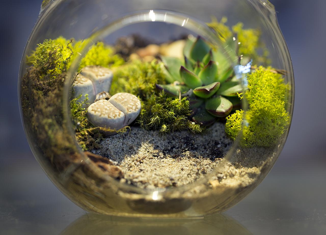 Réaliser un terrarium pour décorer son intérieur Free Landz