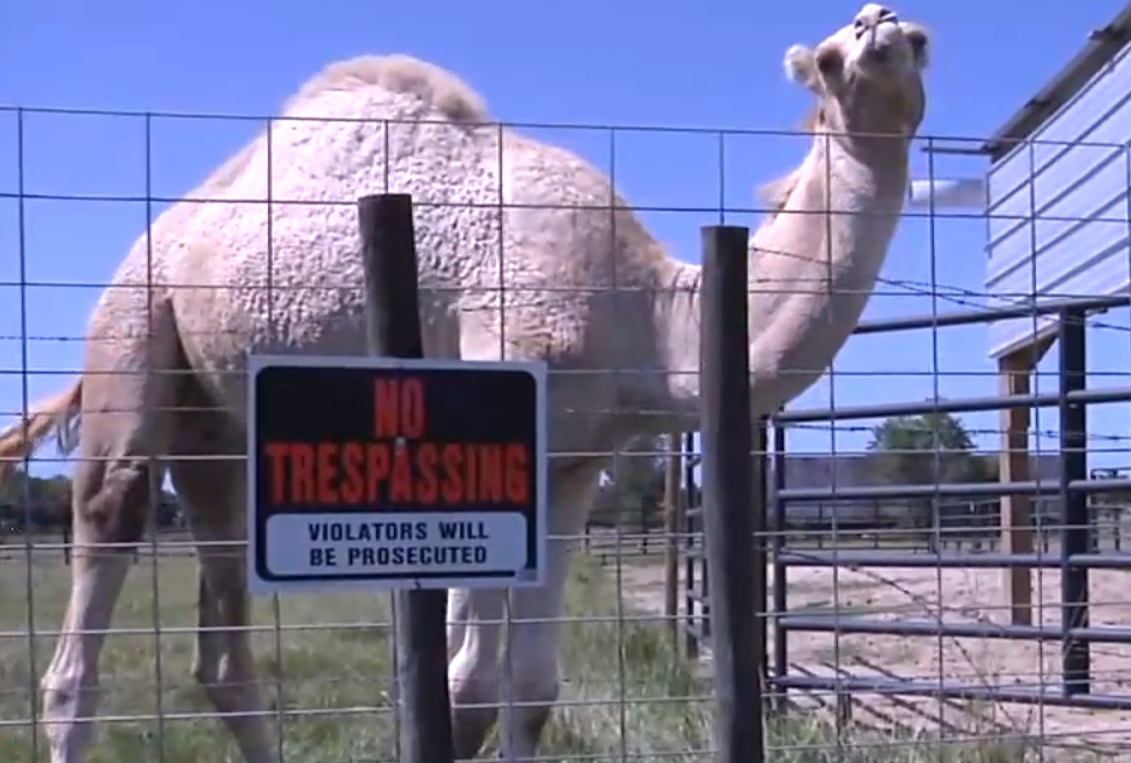 Woman Bites Camel's Junk At Louisiana Truck Stop Free Beer and Hot Wings