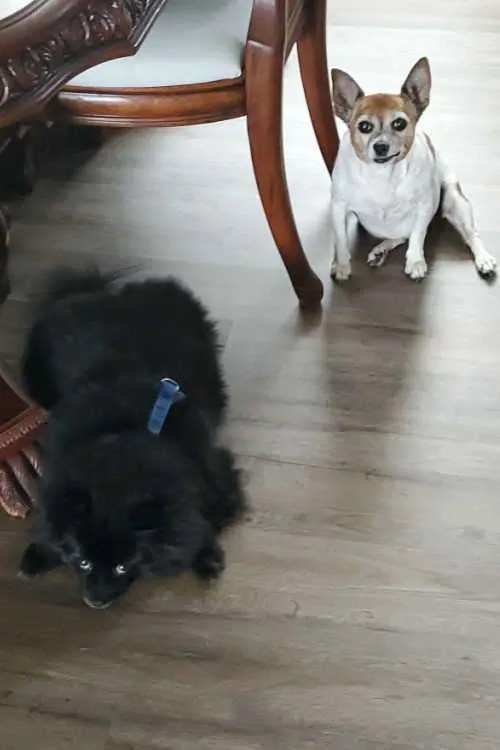 Free Vet Visit at Banfield Pet Hospital