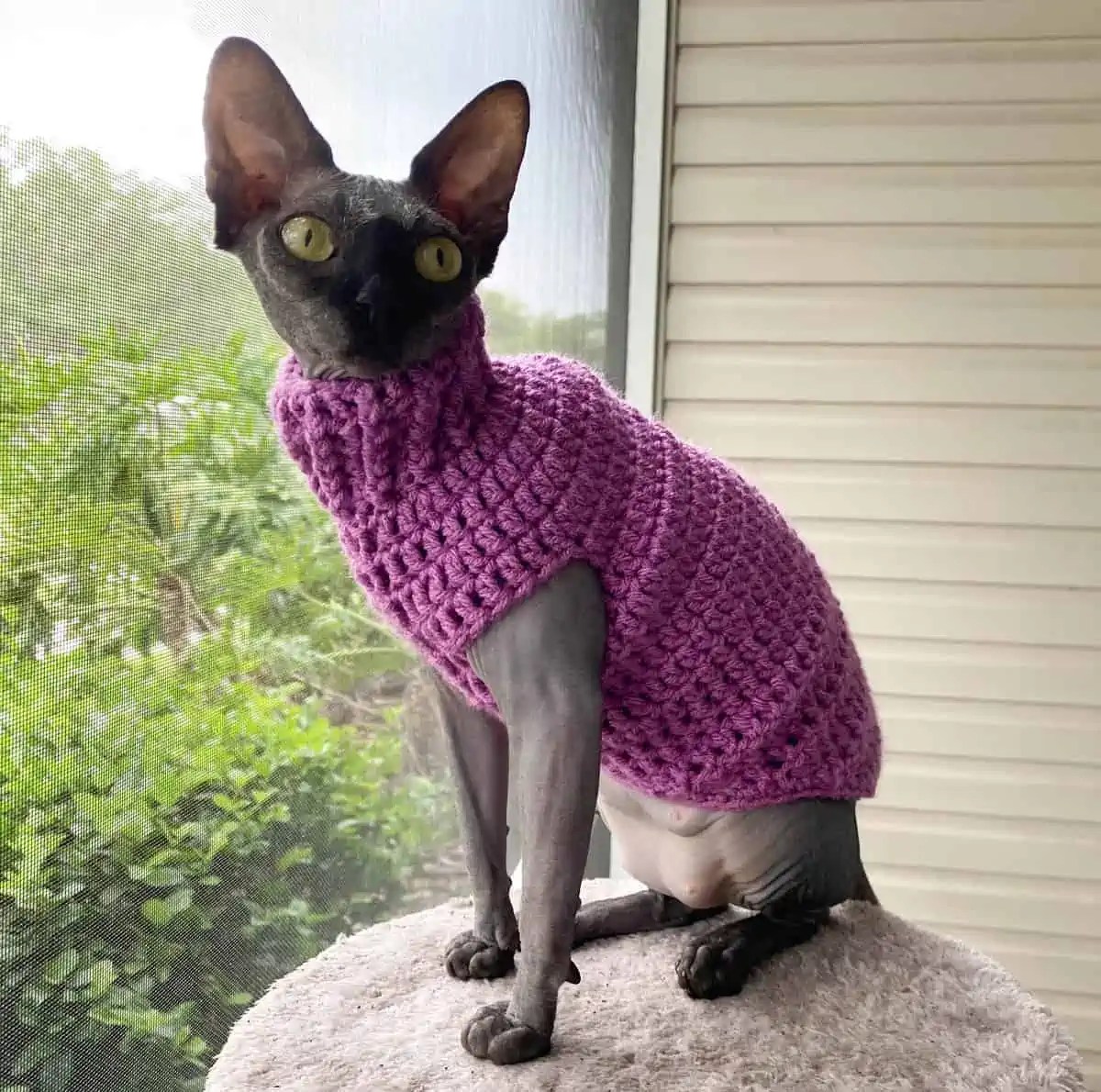 11 Purrfectly Adorable and Free Crochet Cat Sweater Patterns