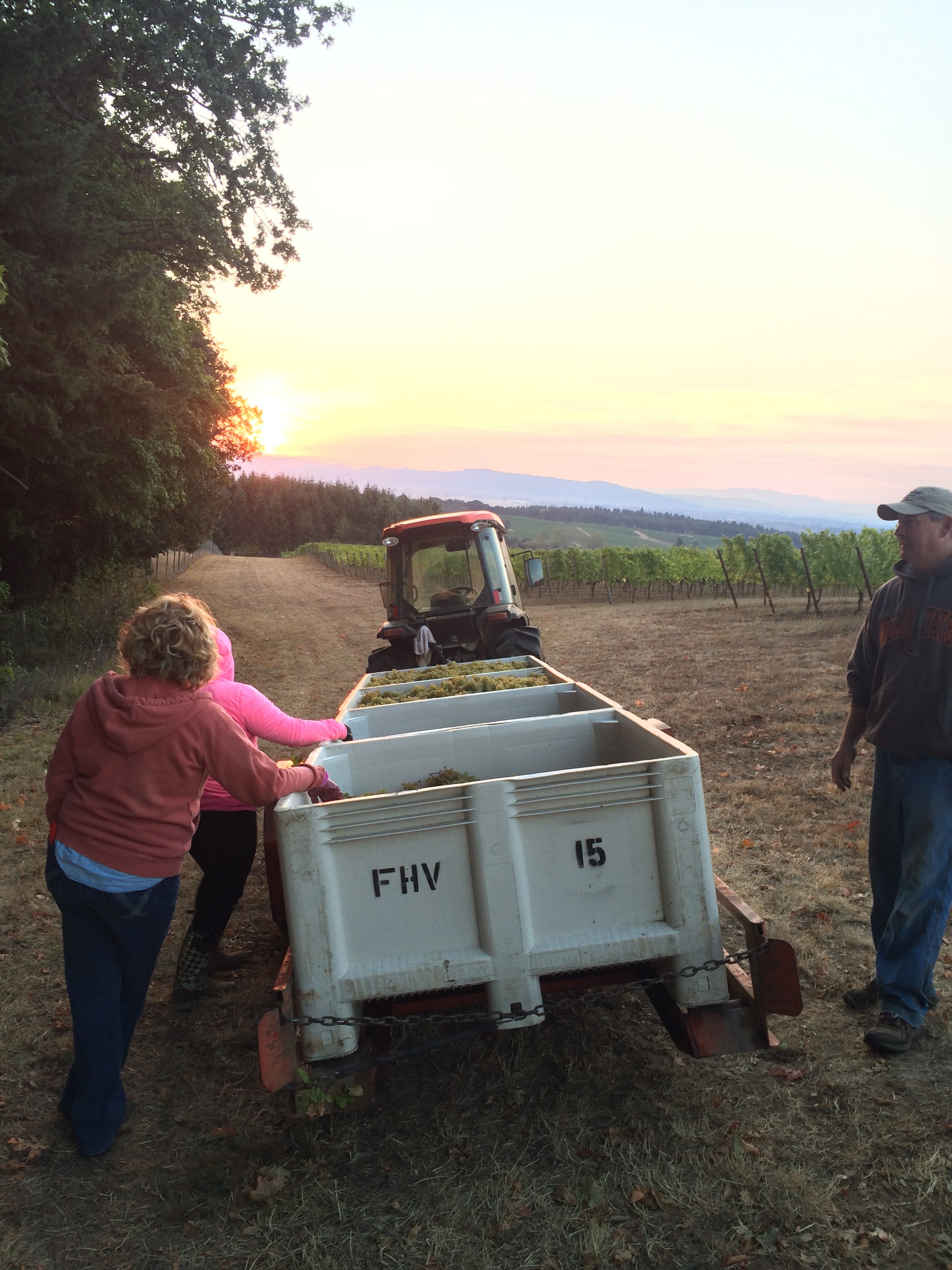 Gallery Freedom Hill Vineyard