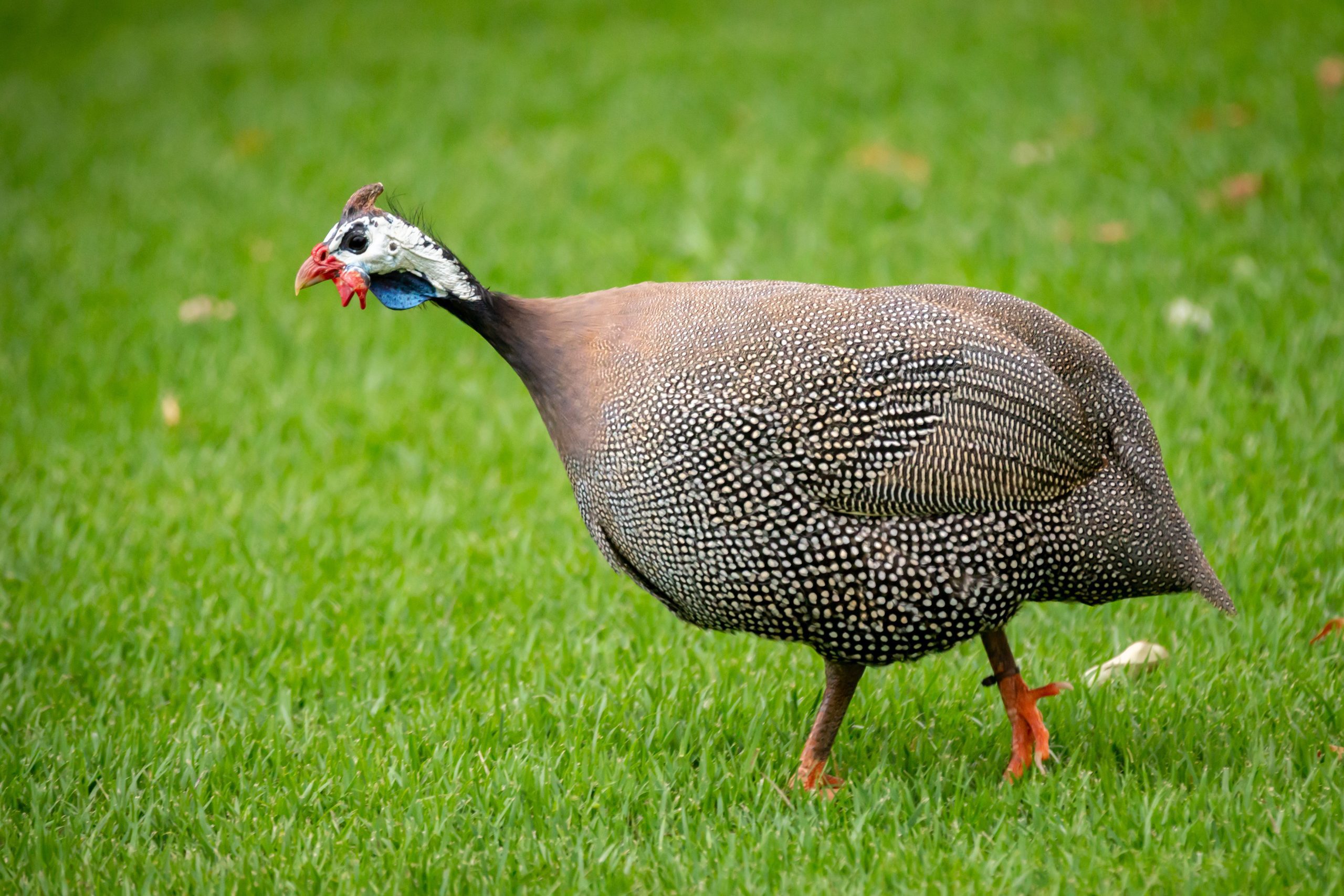 Where Do Guinea Hens Live