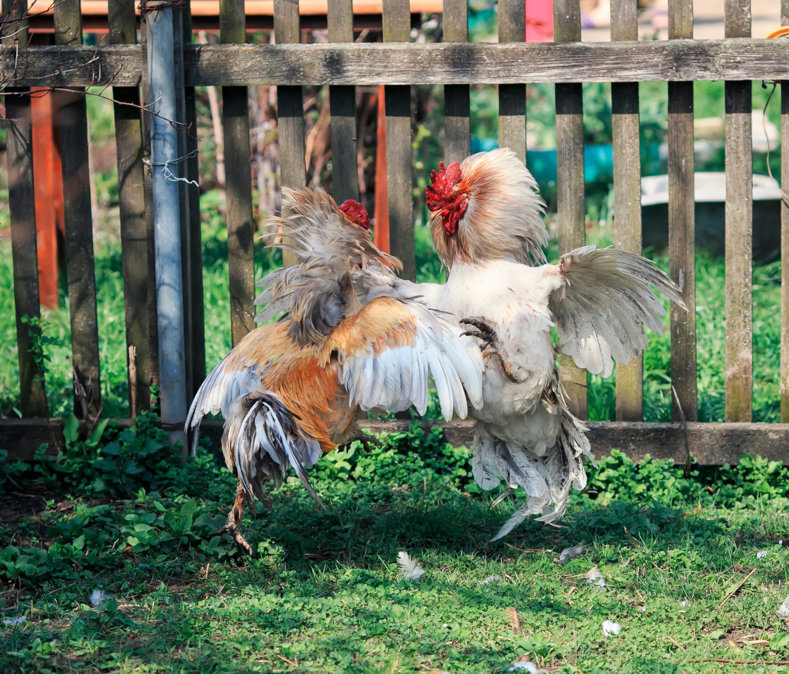Dealing With An Aggressive Rooster Freedom Ranger Hatcheries