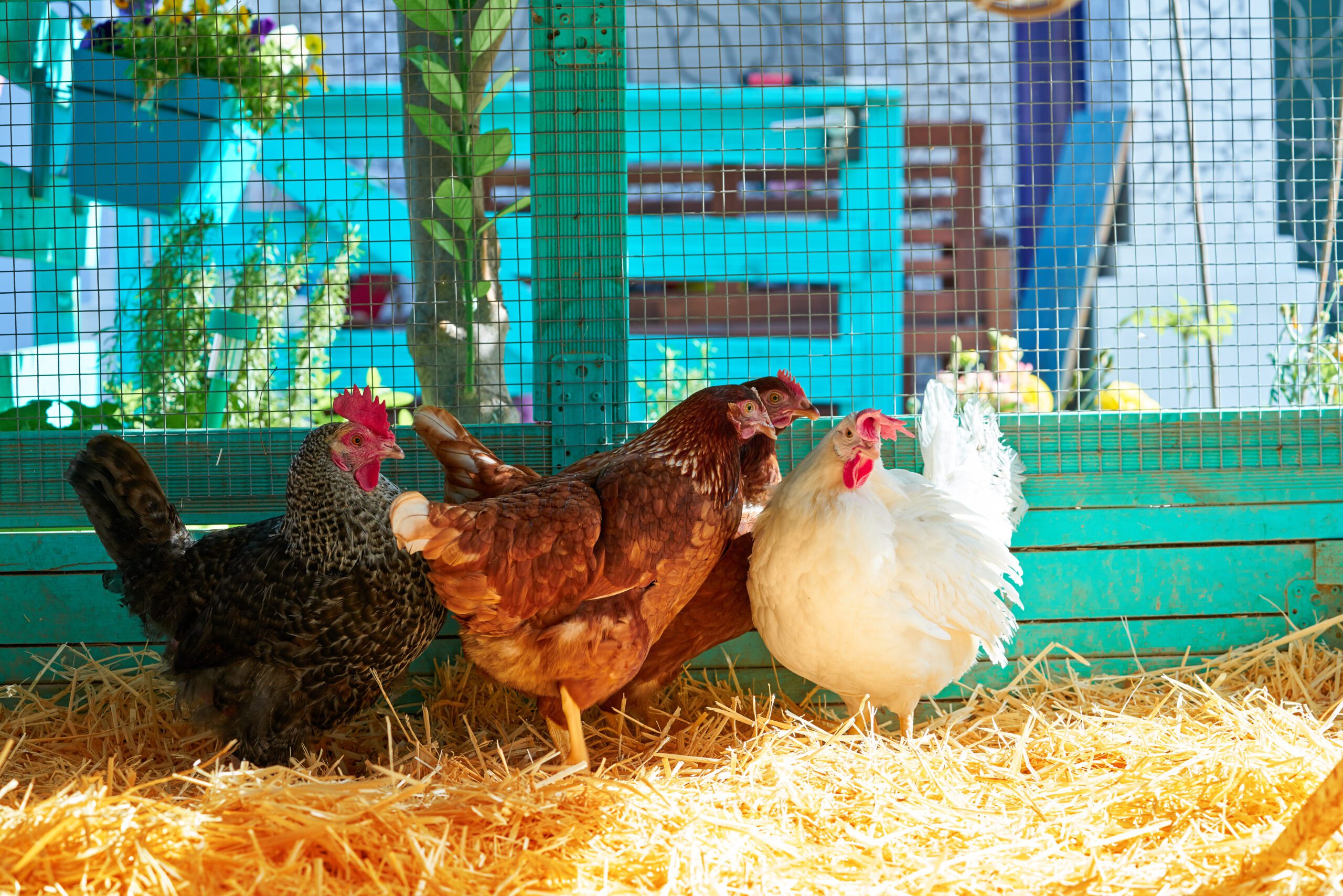 Best Chicken Coop Bedding Freedom Ranger Hatcheries