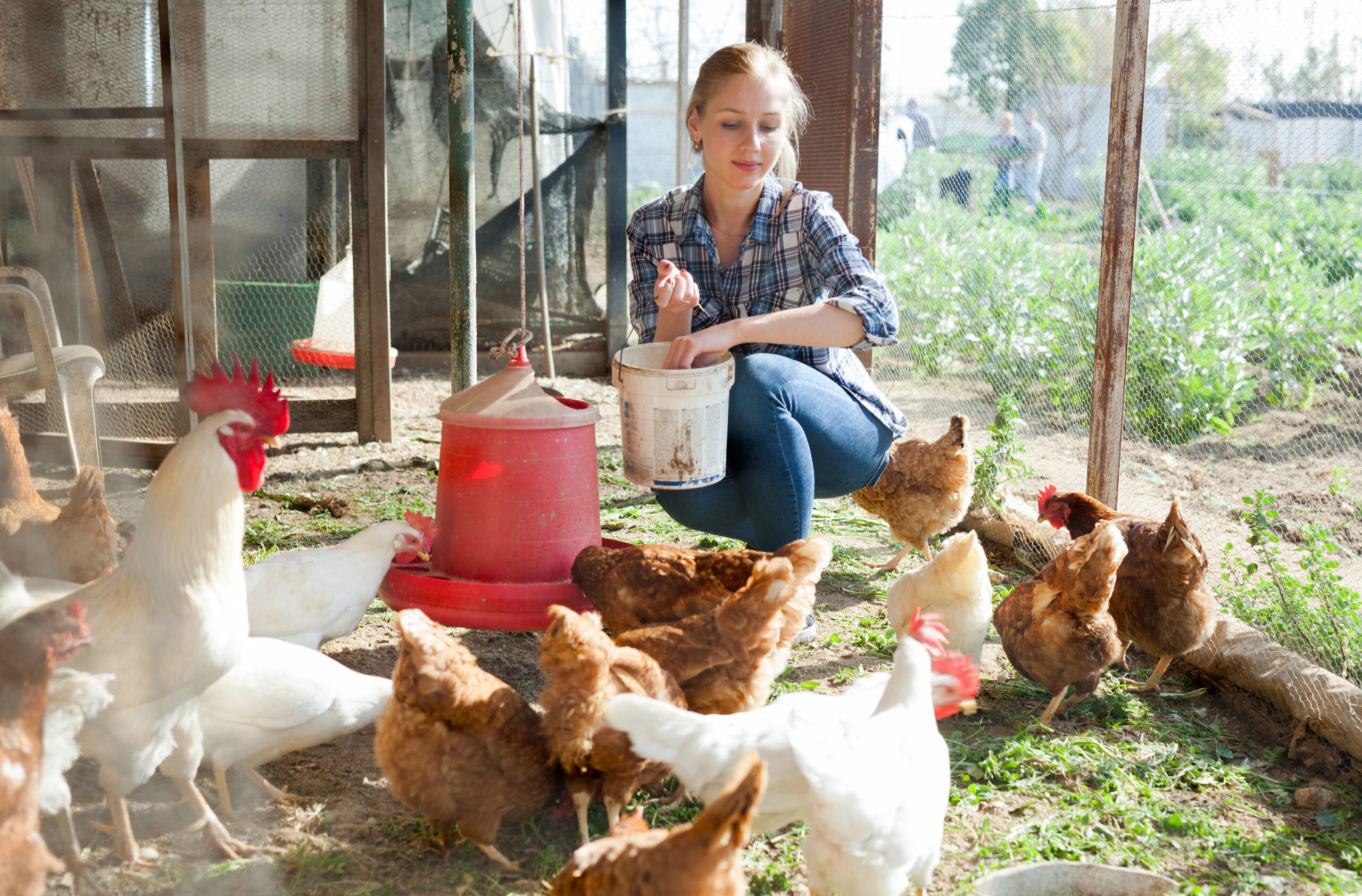 The Benefits of Fermenting Chicken Feed Freedom Ranger Hatcheries