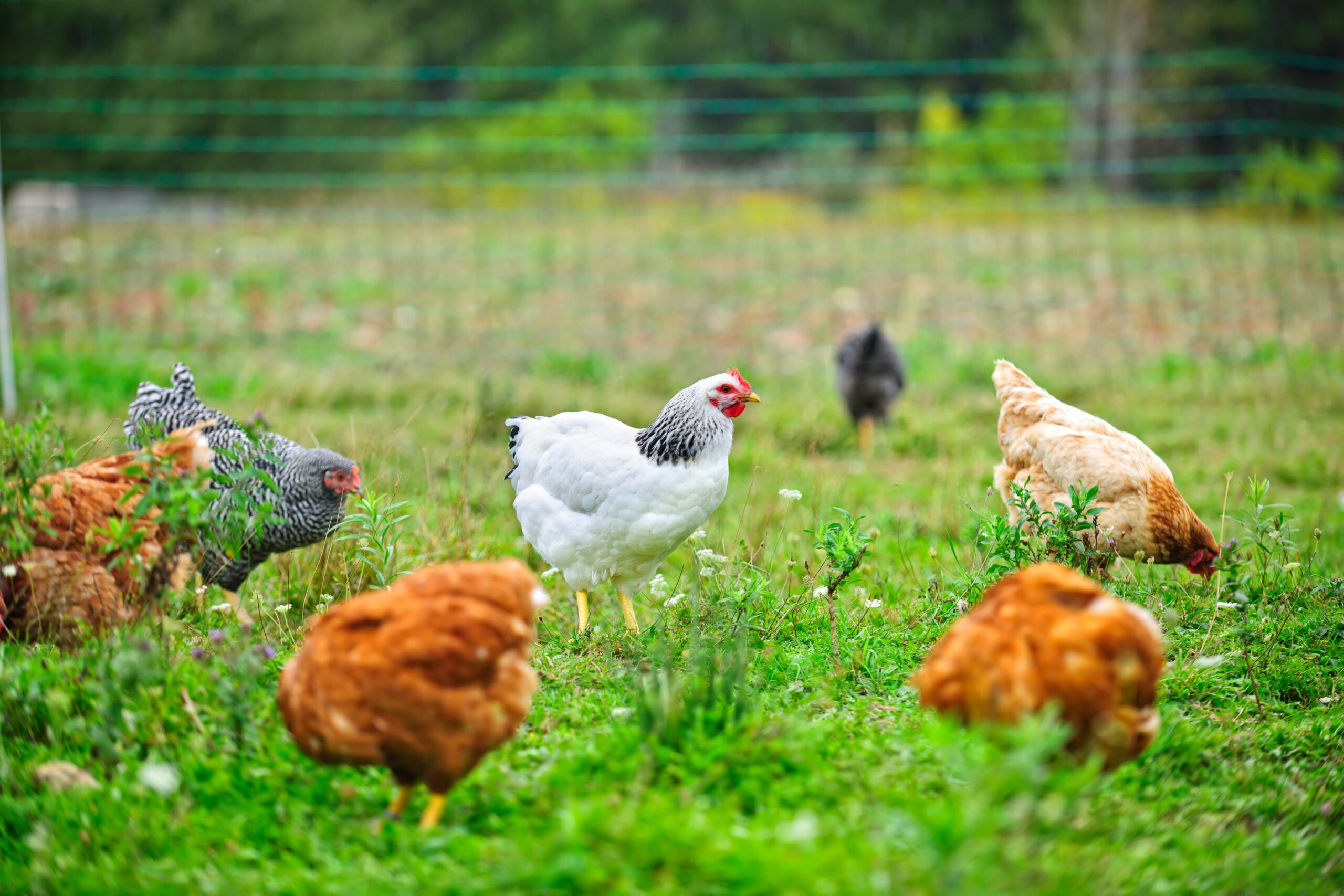 How To Keep Free Range Chickens In Yard at Marilyn Evans blog