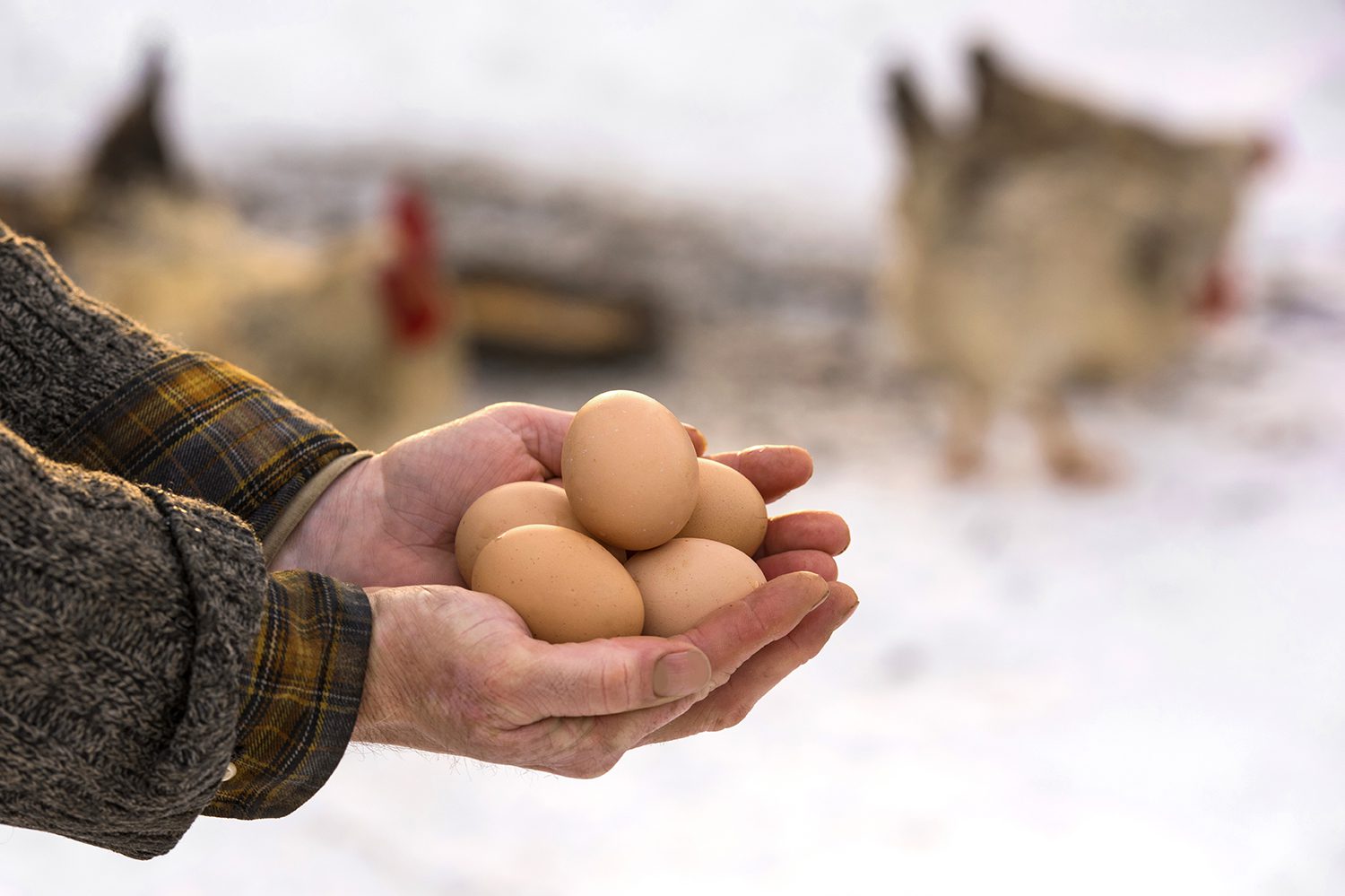 How to Keep Chickens Laying Eggs in the Winter Freedom Ranger Hatchery