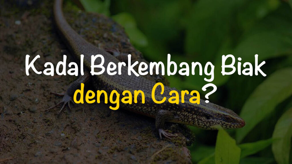 Kadal Berkembang Biak dengan Cara? Jawaban! Freedomsiana