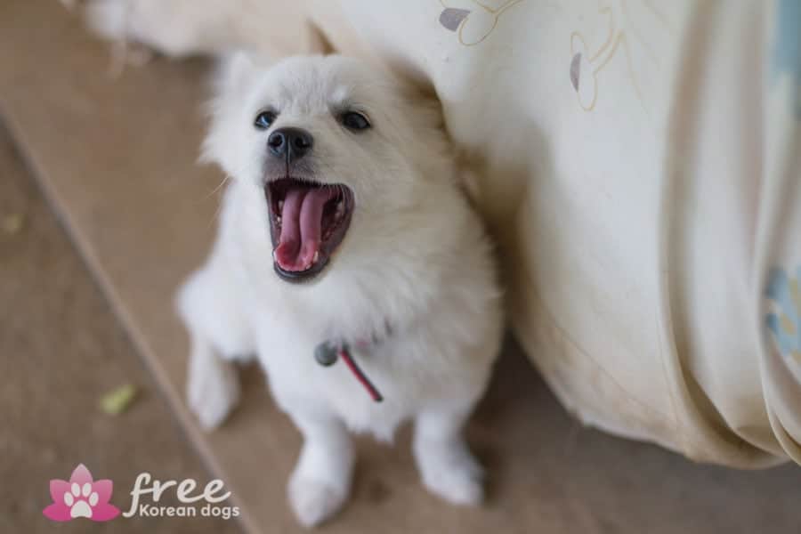 Snowball Free Korean Dogs