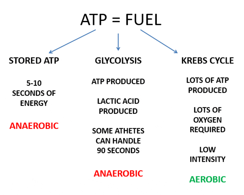 Teaching Science and Coaching Sprinters Freelap USA