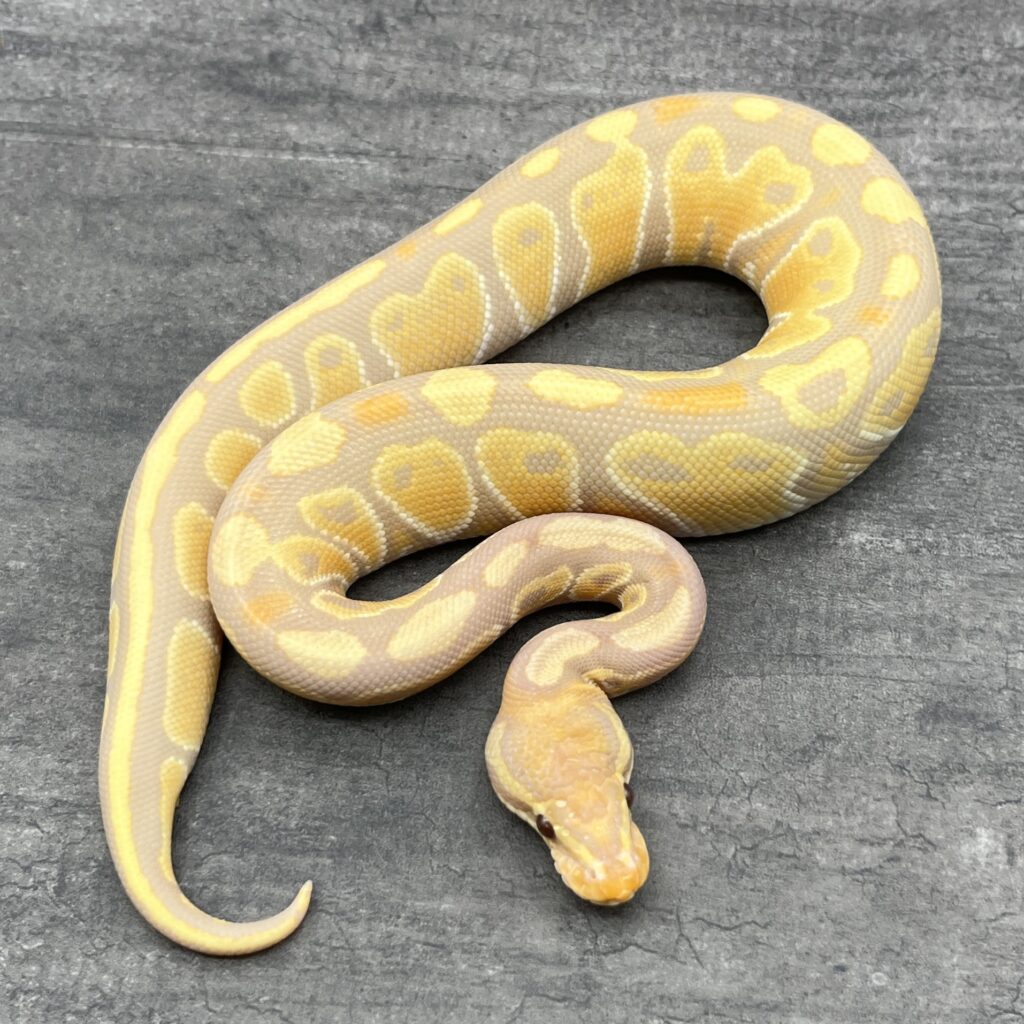 Banana Ultra Mel het Stripe Freeman Ballpython
