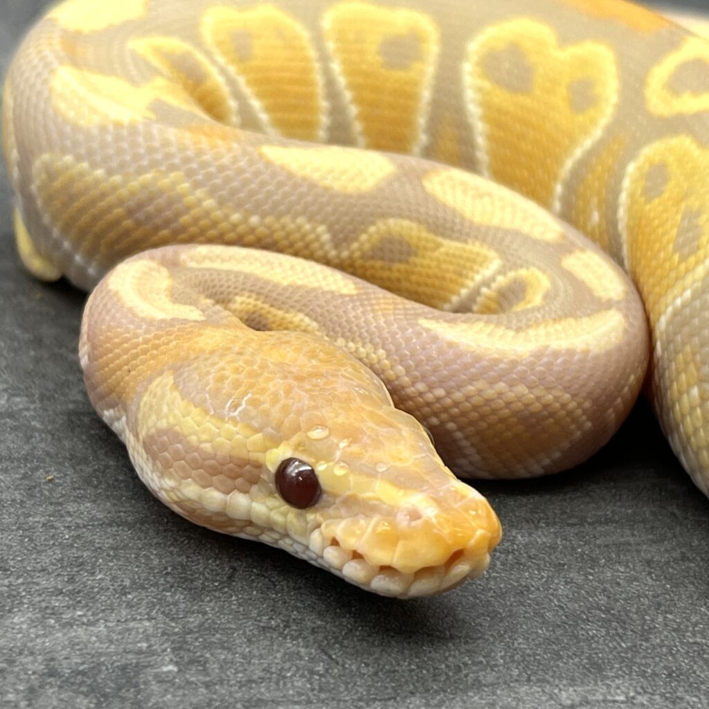 Banana Ultra Mel het Stripe Freeman Ballpython