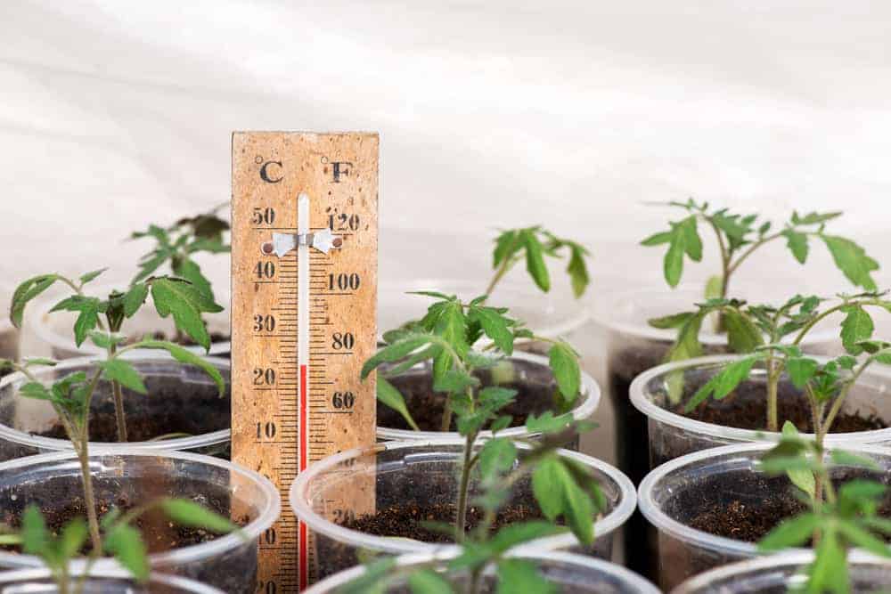 How to Plant Tomatoes? Growing Guides)