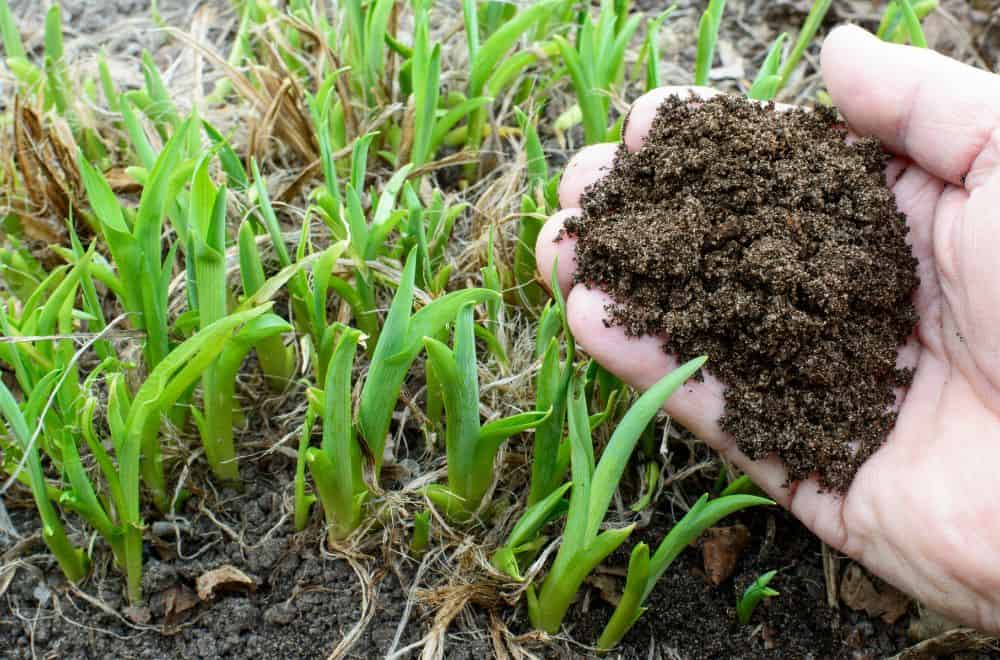 How to Add Compost to Existing Plants?