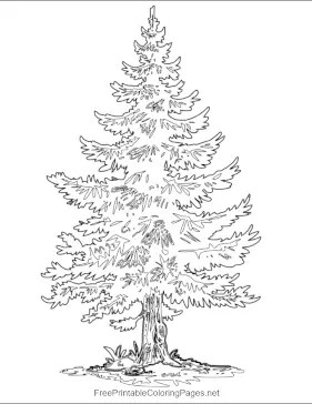 Pine_Tree Coloring Page