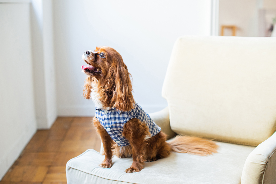 cavalier meetup フリーステッチ free stitch